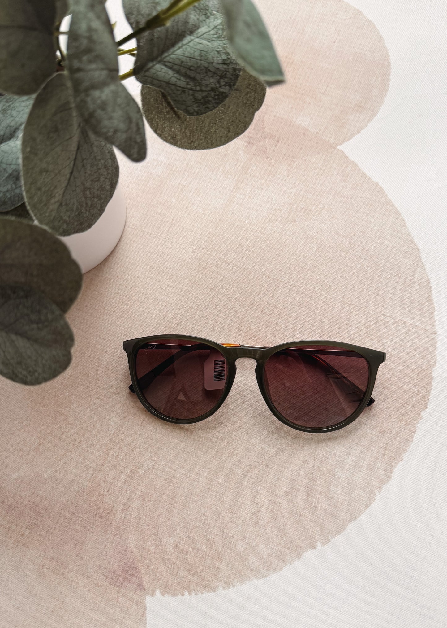 Sunglasses on a textured surface with a plant in the corner